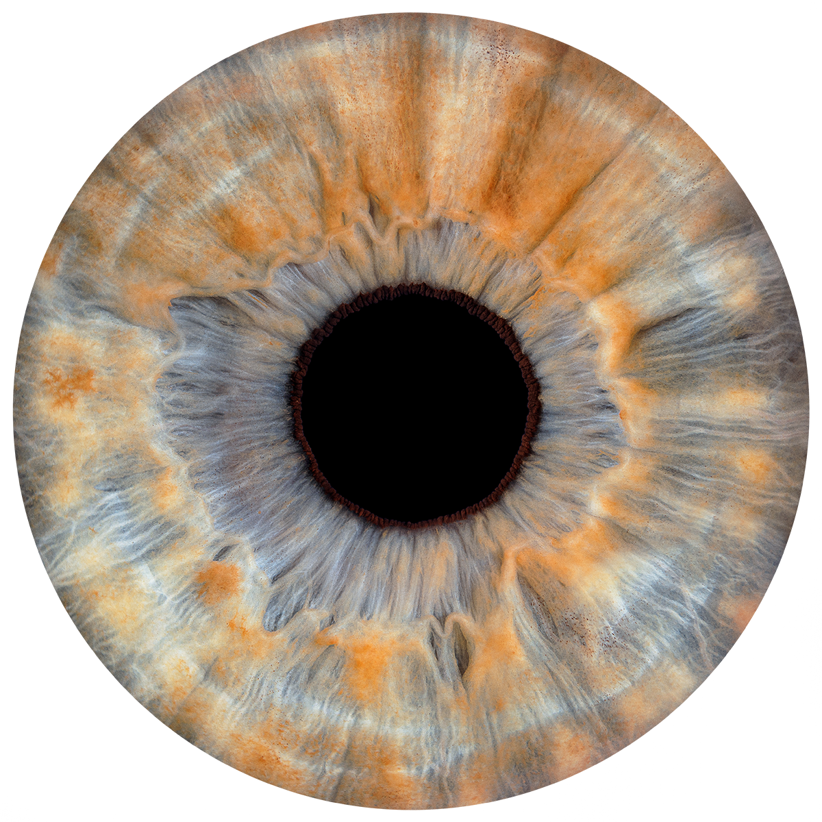 Iris Foto Express – runde Iris
